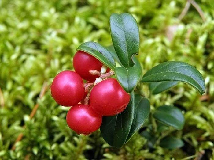 Брусника (Vaccinium vitis-idata) 