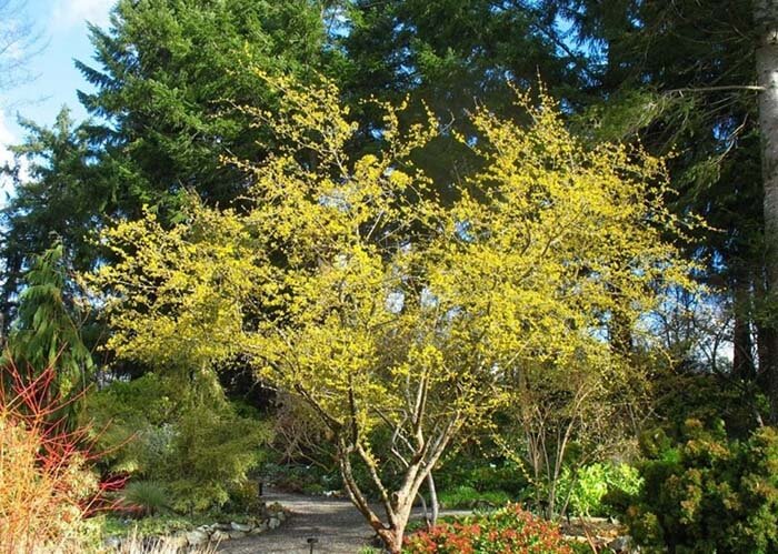 Кизил (Cornus mas), или дёрен 