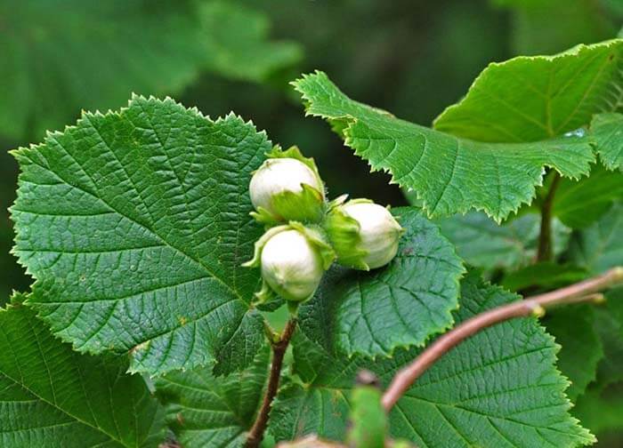 Лещина обыкновенная (Corylus avellana), или орешник, или лесной орех 