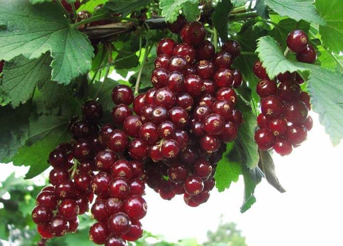 Красная смородина (Ribes rubrum) 