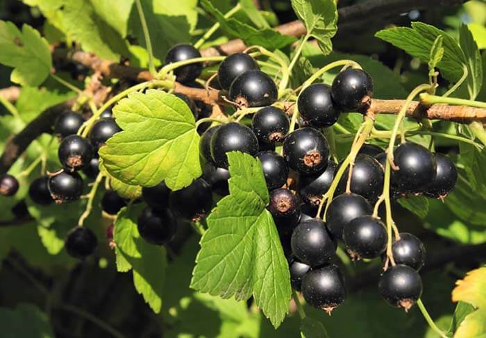 Чёрная смородина (Ribes nigrum) 