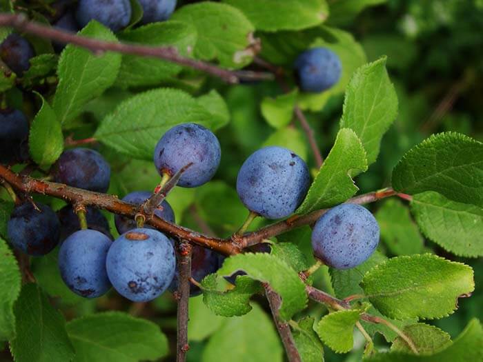 Тёрн (Prunus spinose), или слива колючая 