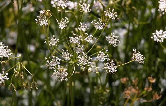 Анис (Pimpinella anisum) 