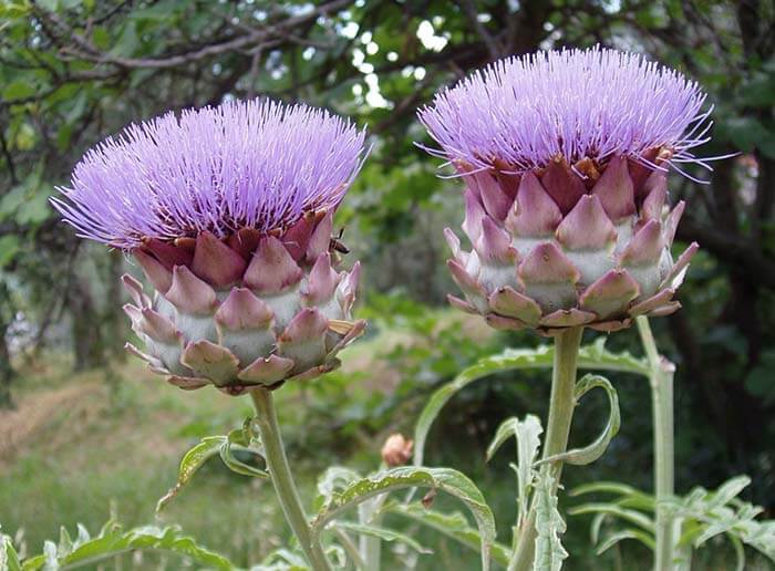 Артишок (Cynara scolymus) 