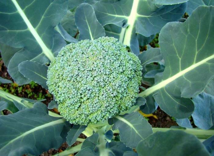 Брокколи (Brassica oleracea var. italic