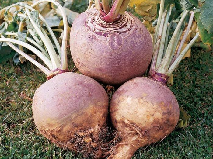 Брюква (Brassica napus var. rapifera) 