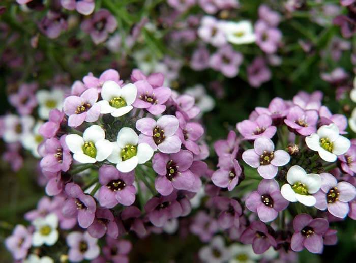 Алиссум (Alyssum), или бурачок скальный, лобулярия 