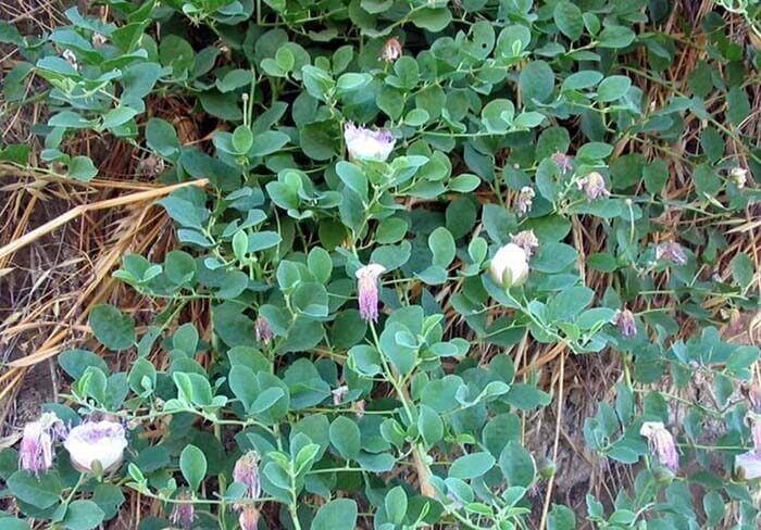 Каперсы (Capparis spinosa), или капорцы 