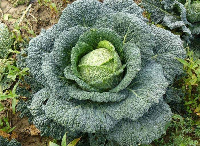 Капуста (Brassica) 