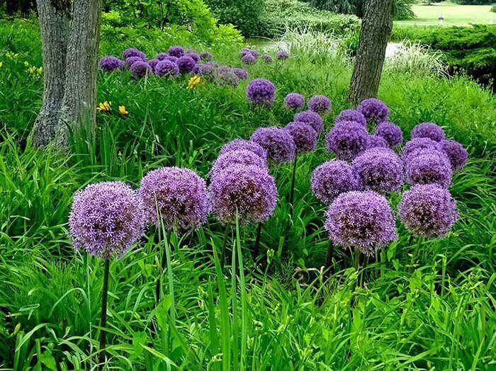 Лук (Allium) 