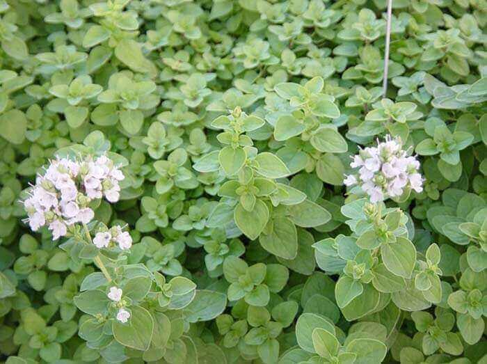 Майоран (Origanum majorana) 