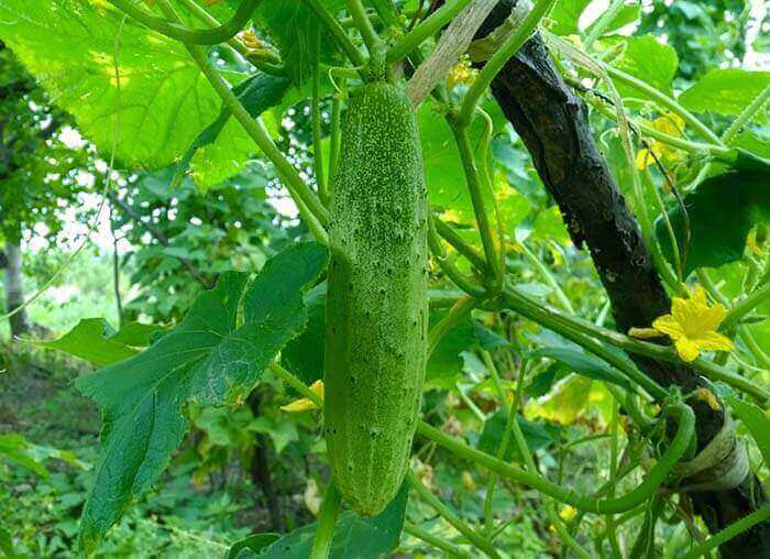 Огурец (Cucumis sativus) 