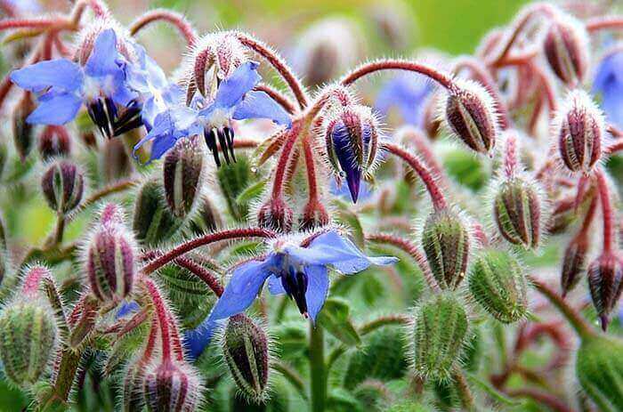 Огуречная трава (Borago officinalis), или бурачник, огуречник 