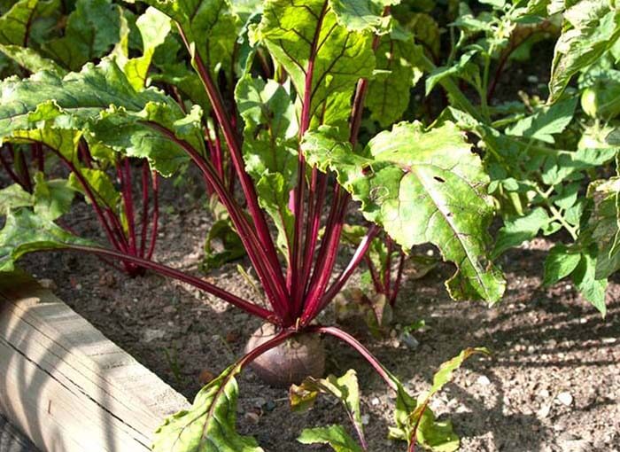 Свёкла обыкновенная (Beta vulgaris) 