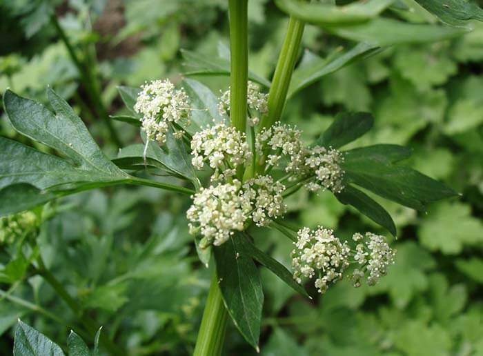 Сельдерей (Apium graviolens )