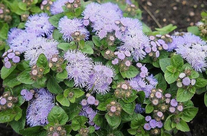 Агератум (Ageratum), или долгоцветка 