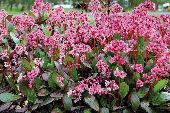 Бадан (Bergenia) 