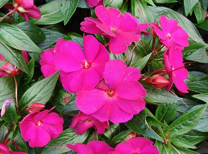 Бальзамин (Impatiens), или Ванька мокрый, недотрога 