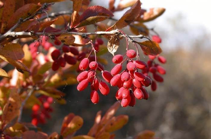 Барбарис (Berberis) 