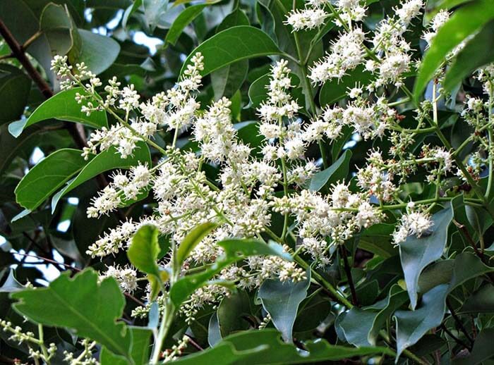 Бирючина (Ligustrum) 