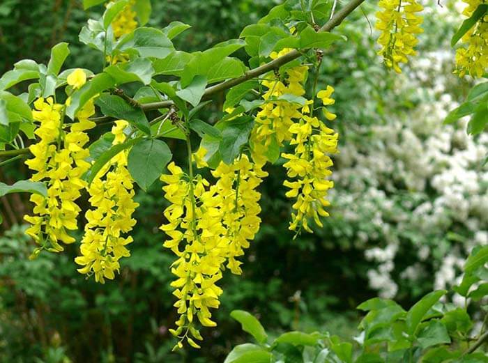 Бобовник (Laburnum) 