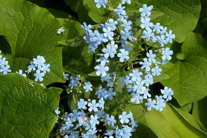 Бруннера (Brunnera) 