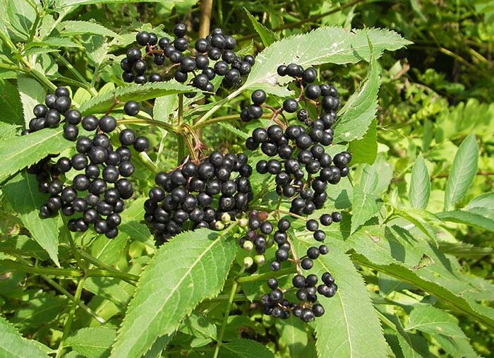 Бузина (Sambucus) 