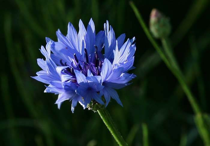 Василёк (Centaurea) 