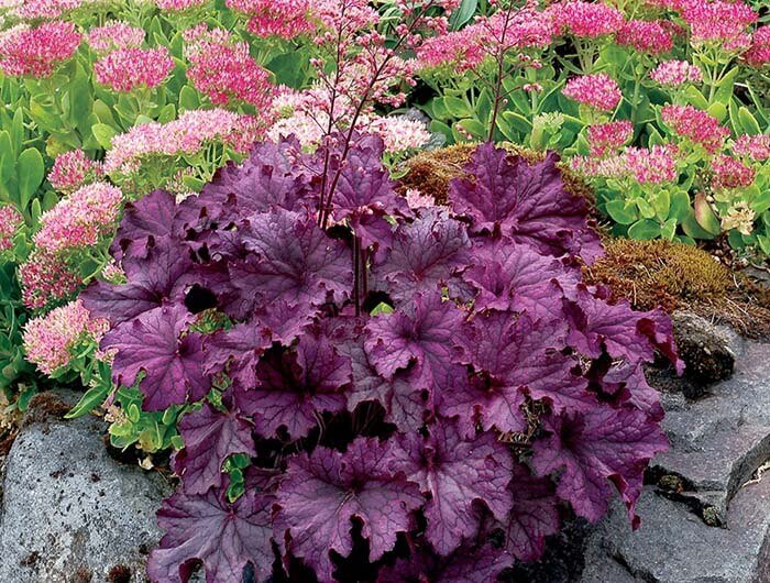 Гейхера (Heuchera) 