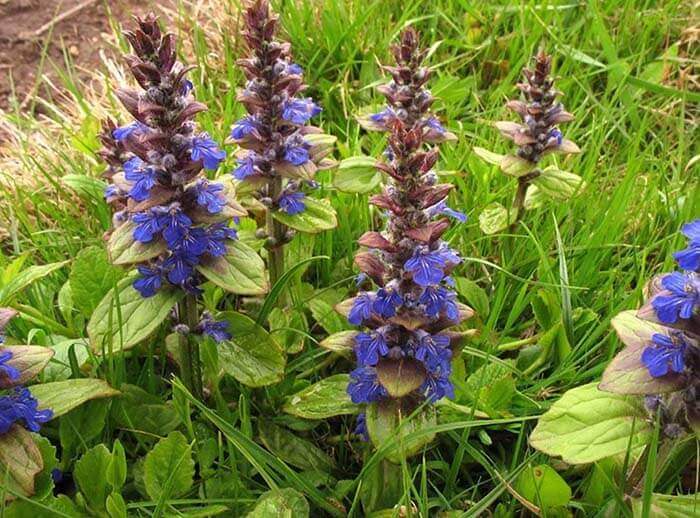 Живучка (Ajuga), или дубровка 