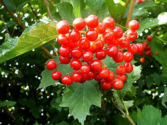 Калина (Viburnum) 