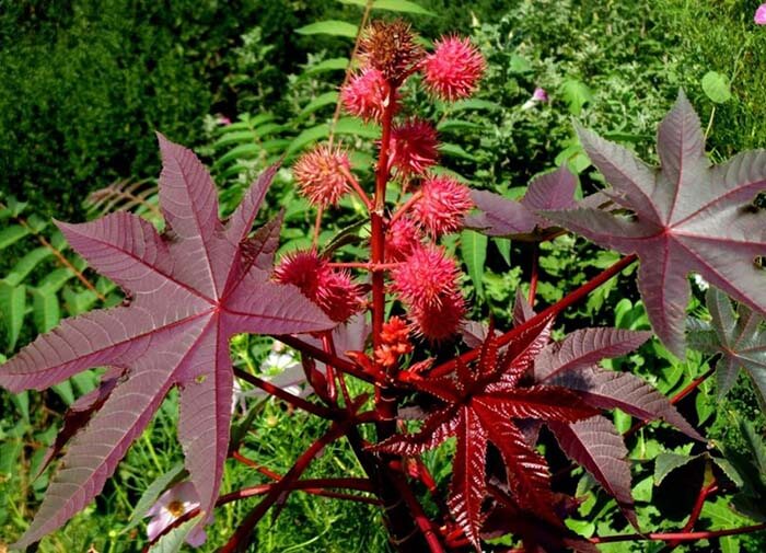 Клещевина (Ricinus) 