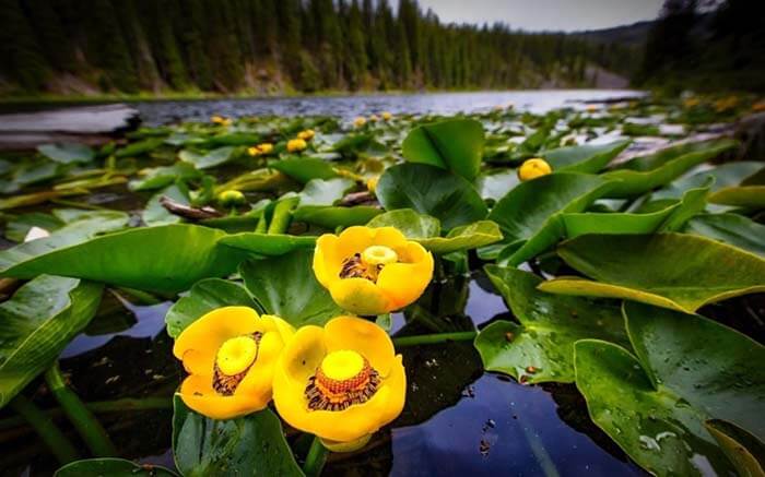 Кубышка (Nuphar) 