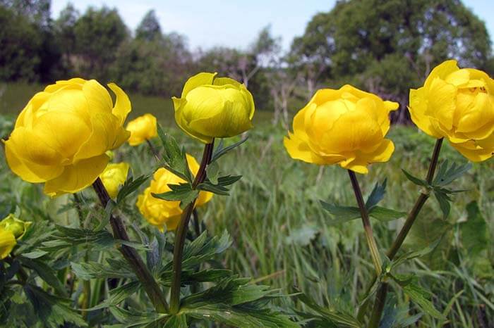 Купальница (Trollius) 