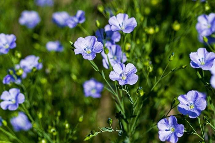 Лён (Linum) 