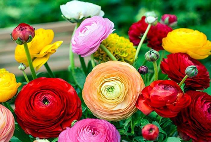 Лютик (Ranunculus) 