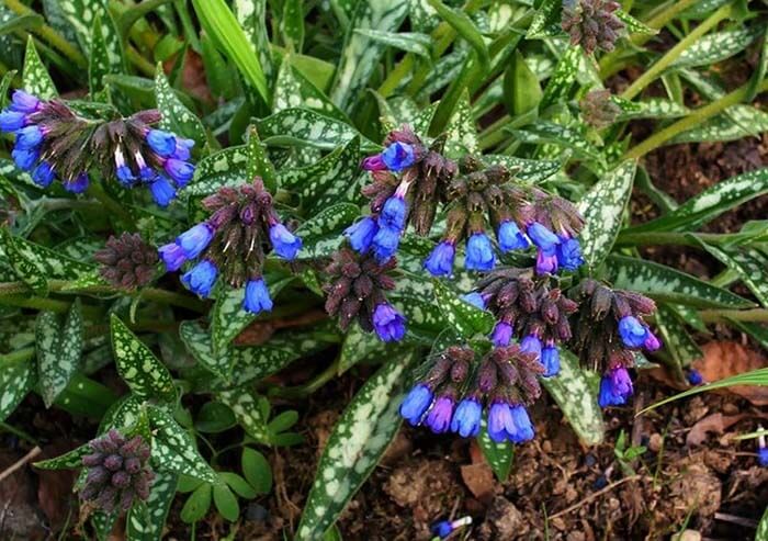 Медуница (Pulmonaria) 