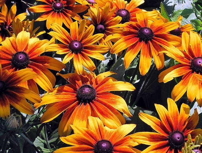 Рудбекия (Rudbeckia) 