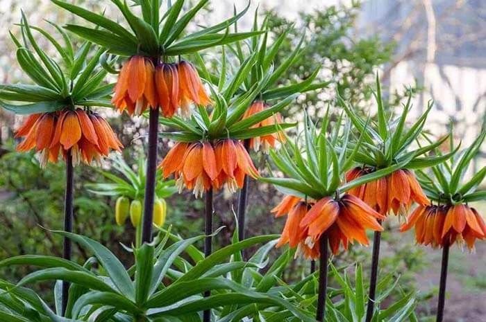 Рябчик (Fritillaria) 