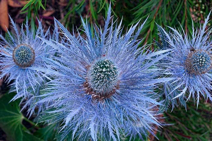 Синеголовник (Eryngium) 