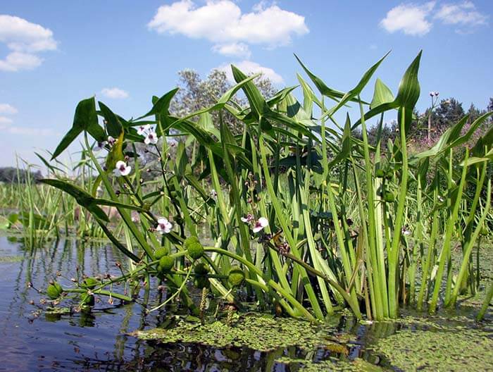 Стрелолист (Sagittaria) 