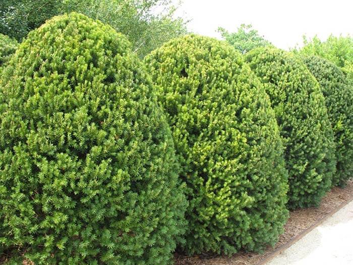 Тисс (Taxus) 