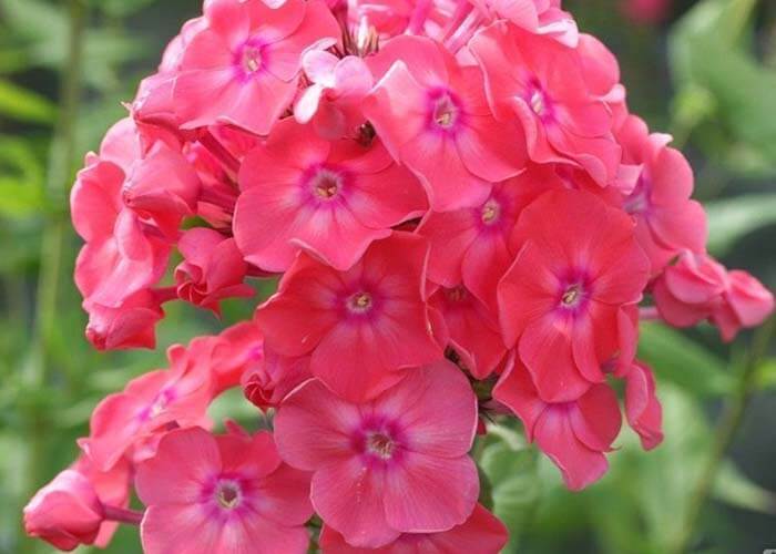 Флокс метельчатый (Phlox paniculata) 