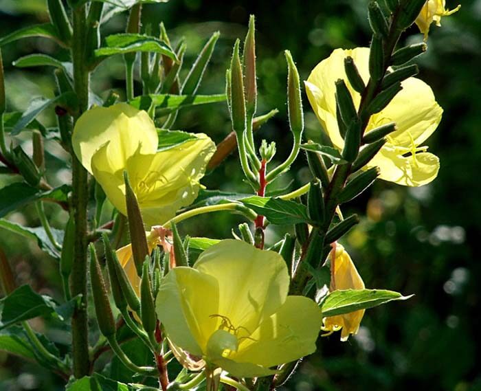 Энотера (Oenothera), или ослинник, ночная свеча 