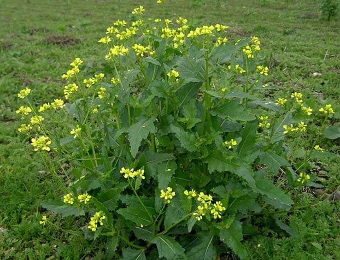 Горчица полевая (Sinapis arvensis)