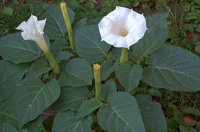 Дурман (Datura)