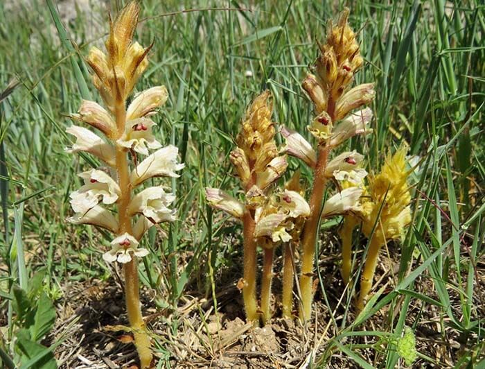 Заразиха (Orobanche)