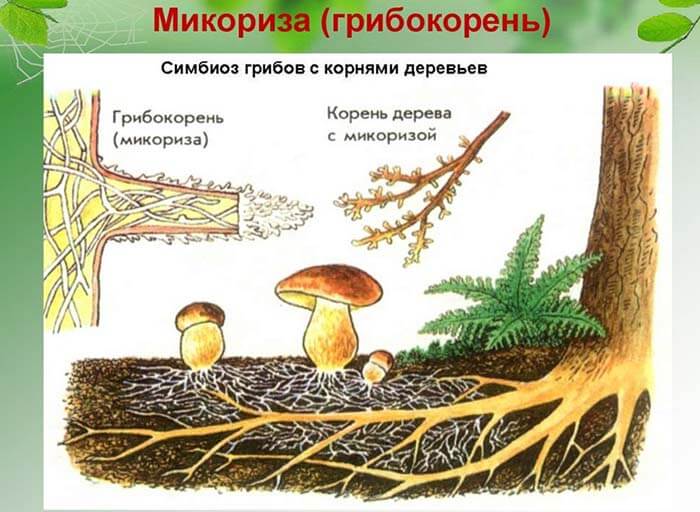 Микориза, или грибной корень, грибокорень