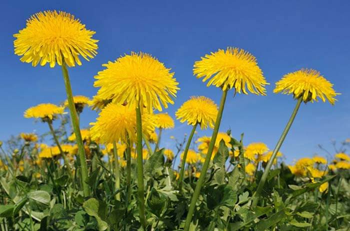 Одуванчик (Taraxacum)