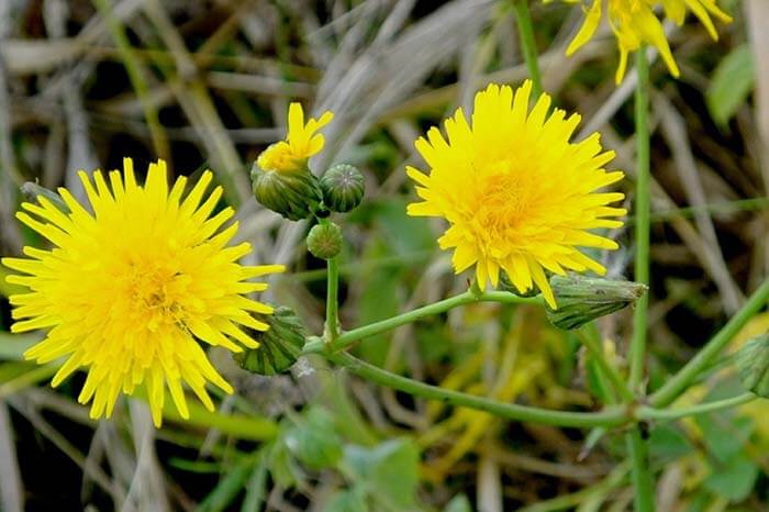 Осот полевой (Sonchus arvensis), или осот жёлтый